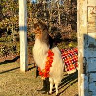 Llama Ceremony