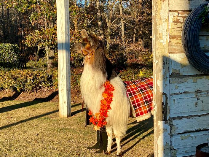 Llama Ceremony